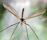 photograph of European Crane Fly (Tipula paludosa)