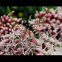 Wasp Fly