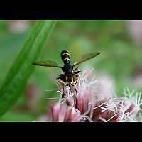 Wasp Fly