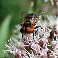 Picture of Phasia hemiptera