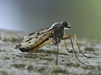 foto van Gewone Snipvlieg, Rhagio scolopaceus