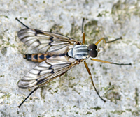 foto van Gewone Snipvlieg, Rhagio scolopaceus