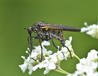 foto van Empis tessellata