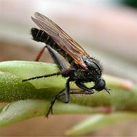 Photograph of Empis tessellata