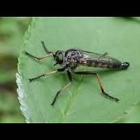 picture of Common Awl Robberfly