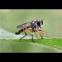 Foto van Neomochtherus pallipes