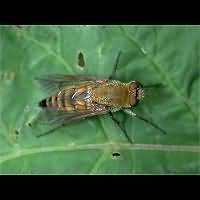 Common Stiletto Fly