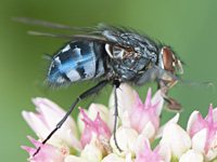 foto van Roodwangbromvlieg, Calliphora vicina