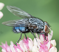 foto van Roodwangbromvlieg, Calliphora vicina