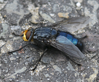 picture of  , Cynomya mortuorum