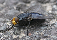 picture of  , Cynomya mortuorum