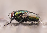 picture of Greenbottle, Lucilia sp.