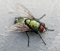 foto van Groene vleesvlieg, Lucilia sp.