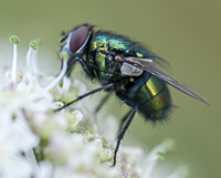 picture of Greenbottle, Lucilia sp.