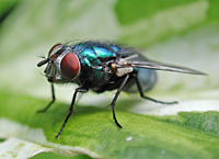 foto van Groene vleesvlieg, Lucilia sp.