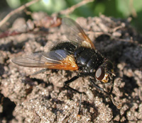 picture of Mid-day Fly, Mesembrina meridiana