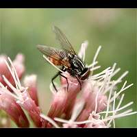 Foto Musca autumnalis