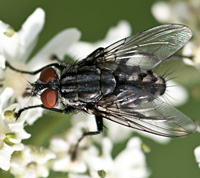 picture of Grey Fleshfly, Sarcophaga sp.