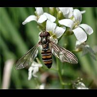 picture Episyrphus balteatus