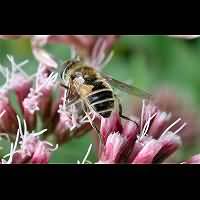 picture Dwarf Drone Fly