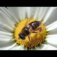 Eristalis tenax