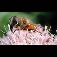 Eristalis tenax