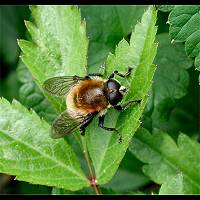 Great Bulb Fly