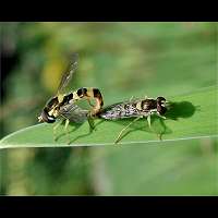 foto van de grote langlijfzweefvlieg, Sphaerophoria scripta