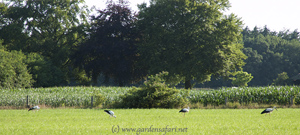 photograph of ciconia ciconia walking in a meadow