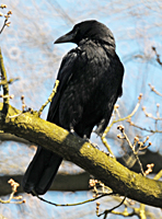 Carrion crow