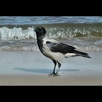 Hooded Crow