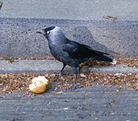 foto1 van kauw / kauwtje, Corvus Monedula