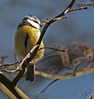 photo of The Blue Tit (Cyanistes caeruleus)