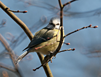 photo of The Blue Tit (Cyanistes caeruleus)