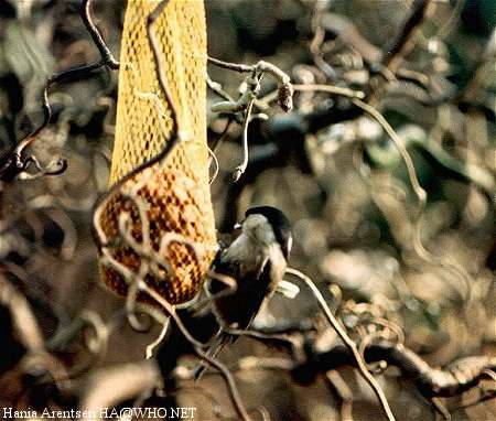 Parus palustris