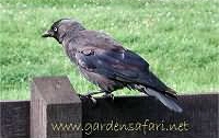 photo4 of Jackdaw, Corvus Monedula