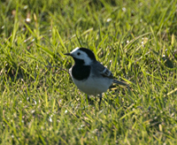 foto van Witte Kwikstaart, Motacilla Alba