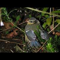 Cyanistes caeruleus