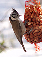 Lophophanes cristatus