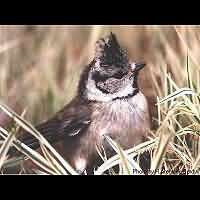 Lophophanes cristatus