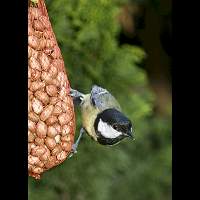 Great Titmouse