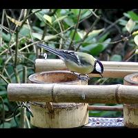 Parus major