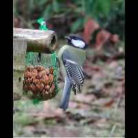 Parus major