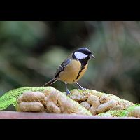 Great Tit