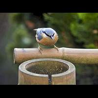 Nuthatch