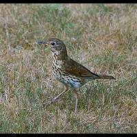 Turdus philomelos