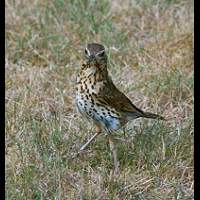 Turdus philomelos