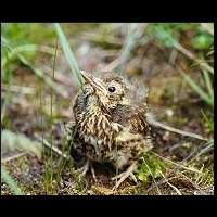 Turdus philomelos