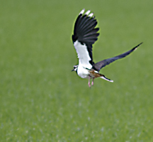 photo of Northern Lapwing (Vanellus vanellus)