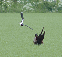 photo of Northern Lapwing (Vanellus vanellus)